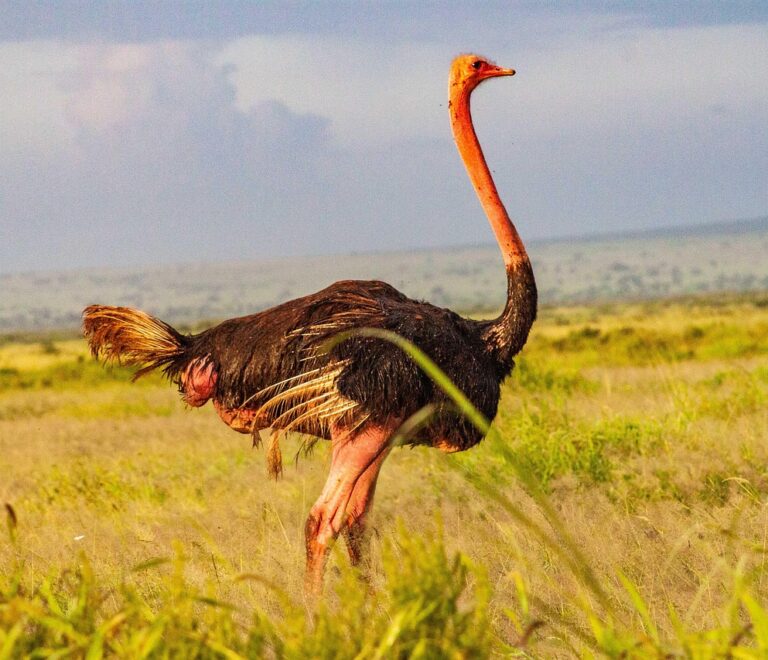 Family-Friendly Safaris from Nairobi – Safari Transport in Kenya for a Perfect Weekend Getaway