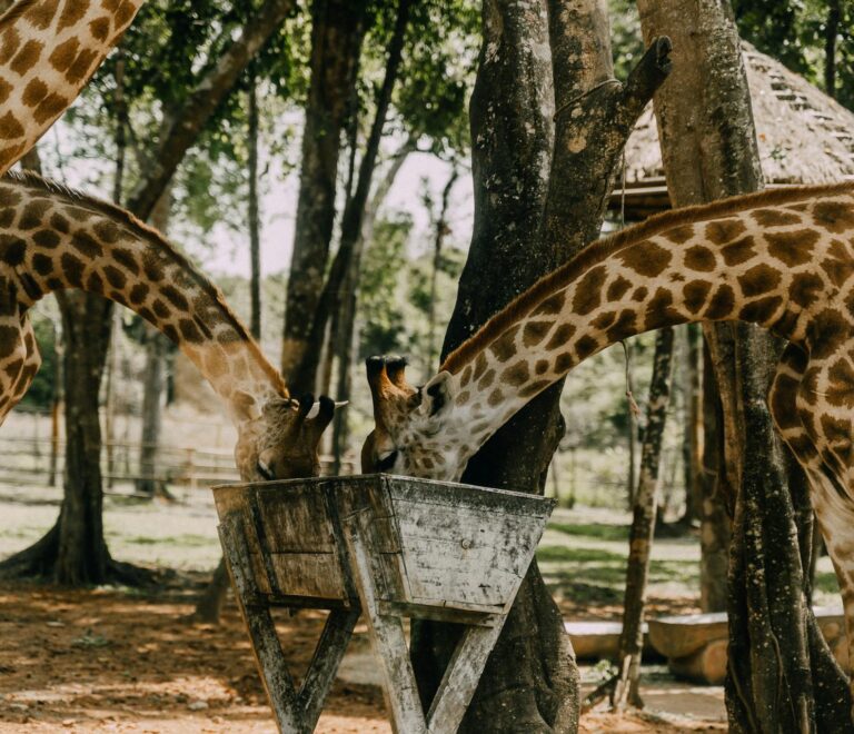 Giraffe centre