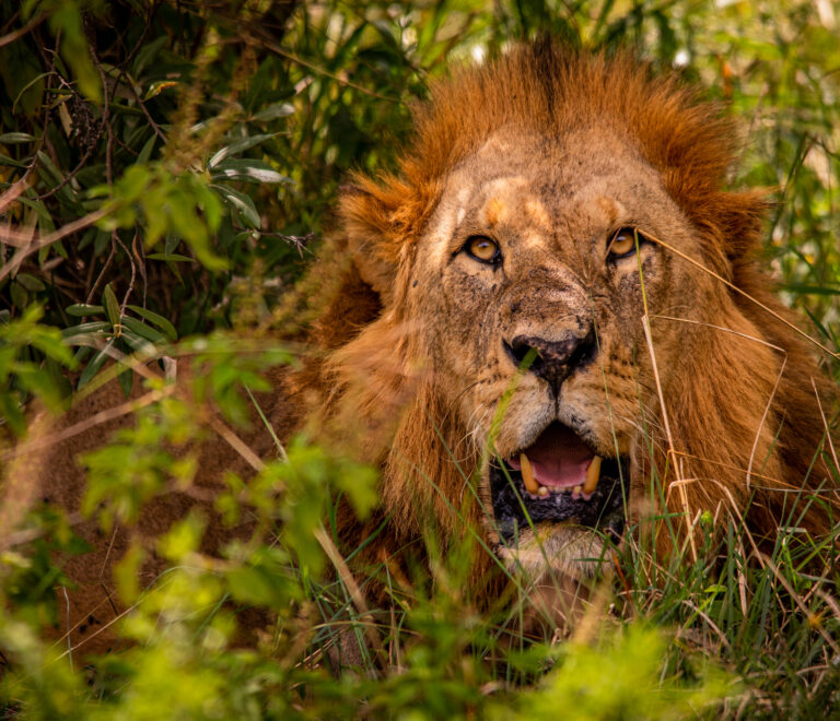Weekend Safari from Nairobi – Private Safari Transport for 2–3 Day Getaways