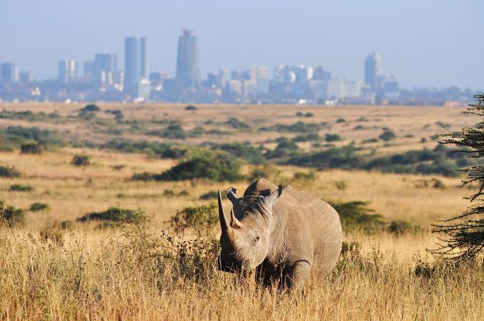 Nairobi-Wildlife-3