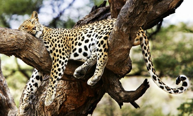 How to Choose the Right National Parks for Your Kenyan Safari