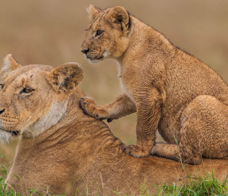 Private Safari vs Group Tour: Which Should You Choose? A Safari Guide’s Honest Advice
