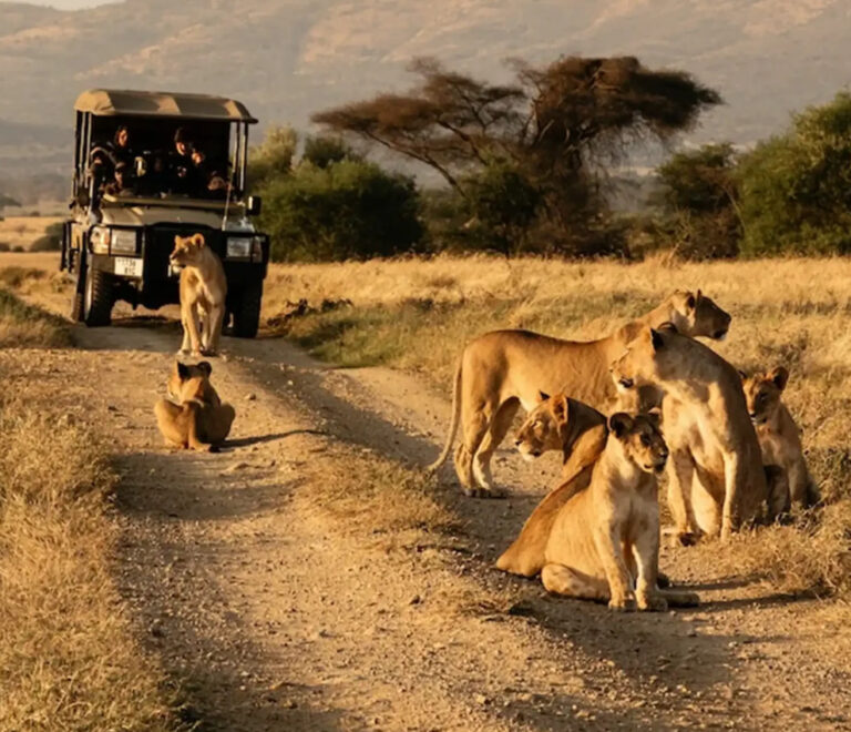 Budget-Friendly Kenya Safari Itineraries (2026): How to Experience Kenya Without Breaking the Bank