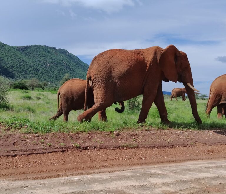 Half-Day vs. Full-Day Nairobi Excursions: Which Safari Experience Is Right for You?