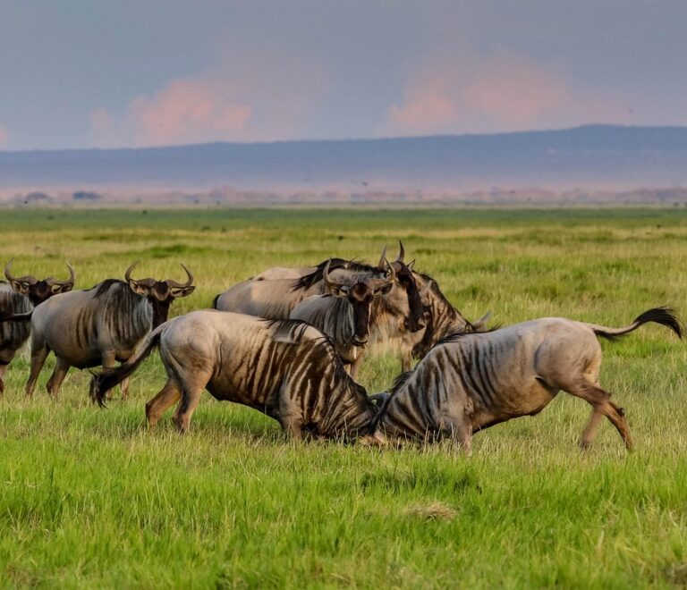 Can I Book a Safari After Arriving in Kenya? An Expert’s Guide to Last-Minute Safari Booking