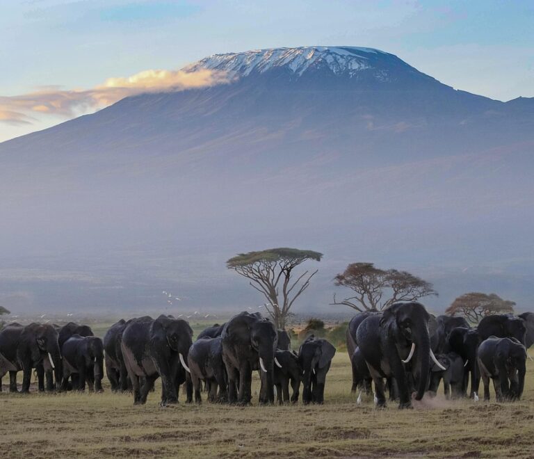 11-Day Kenya & Tanzania Shared Departure Safari: Everything You Need to Know Before You Book