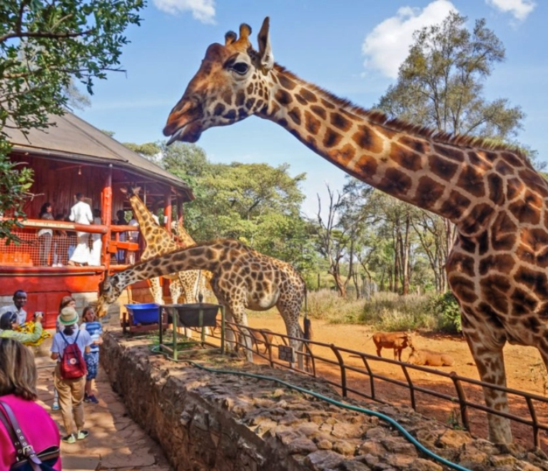 Giraffe Centre