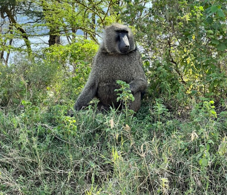 4×4 Safari Land Cruiser: When the Right Safari Vehicle Makes All the Difference in Kenya