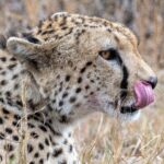 Nairobi Stopover & Layover Tour: How to See Nairobi During a Kenya Layover