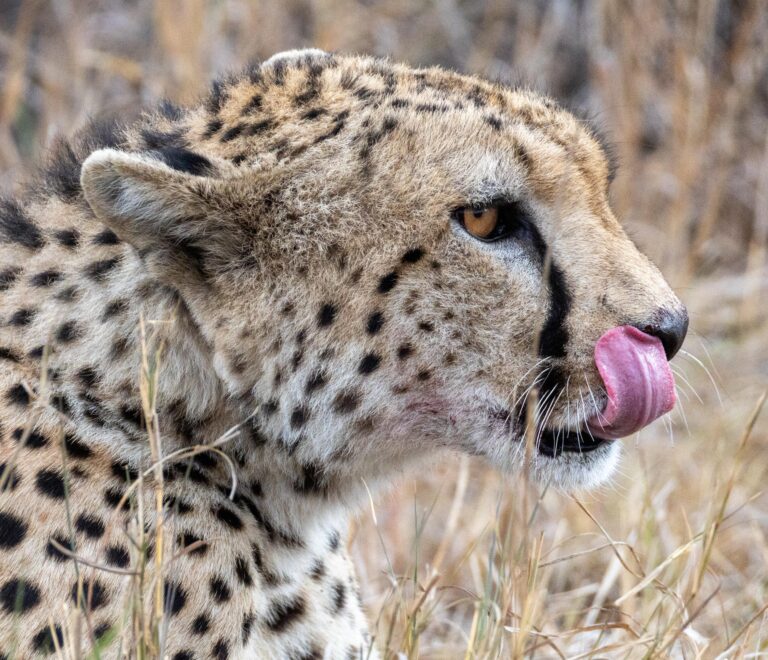 Nairobi Stopover & Layover Tour: How to See Nairobi During a Kenya Layover